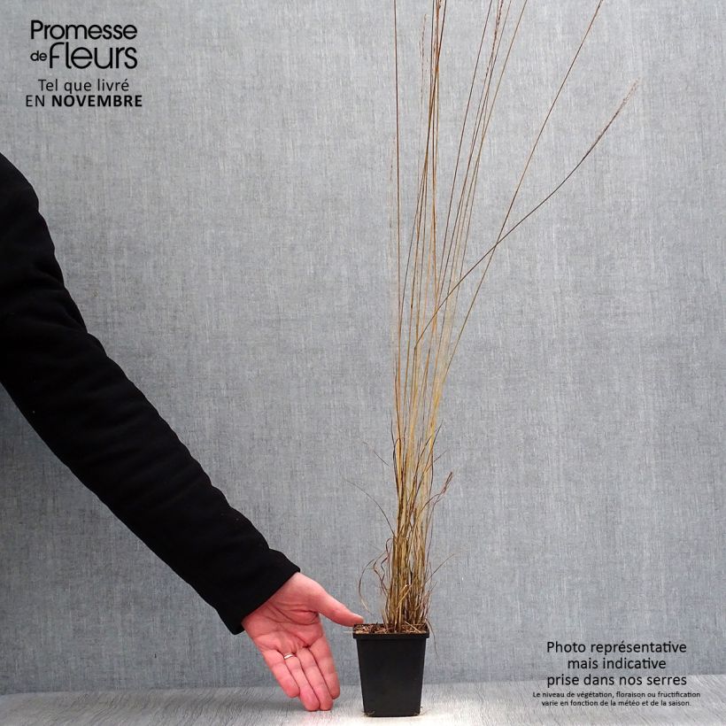Exemplaar van Molinia caerulea Edith Dudszus - Pijpenstrootje Kweekpotje van 8/9 cm zoals geleverd in de herfst