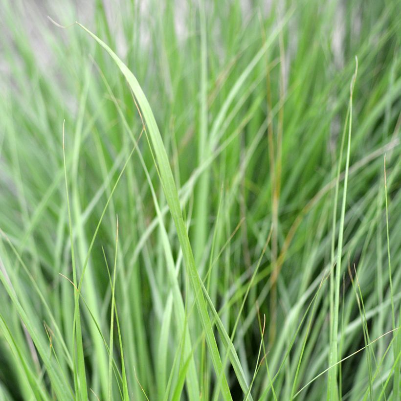 Molinia caerulea Heidezwerg - Pijpenstrootje (Blad)