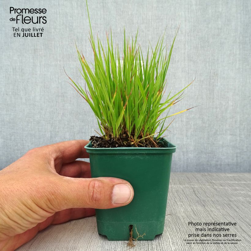 Exemplaar van Molinia caerulea Heidezwerg - Pijpenstrootje Kweekpotje van 8/9 cm zoals geleverd in de zomer