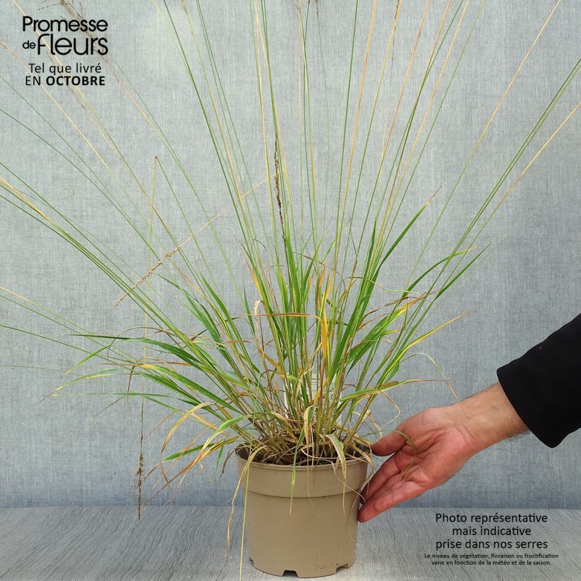 Exemplaar van Molinia caerulea Moorhexe - Pijpenstrootje Pot van 2 l/3 l zoals geleverd in de herfst