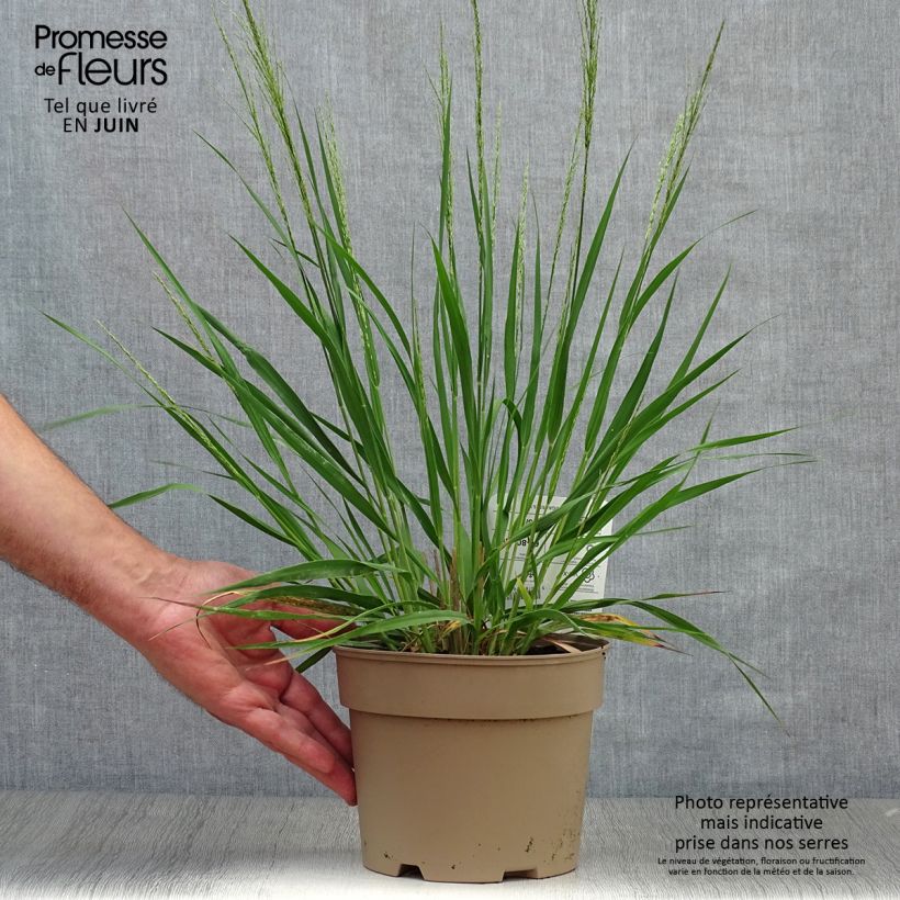 Exemplaar van Molinia caerulea Moorhexe - Pijpenstrootje Pot van 2 l/3 l zoals geleverd in de zomer