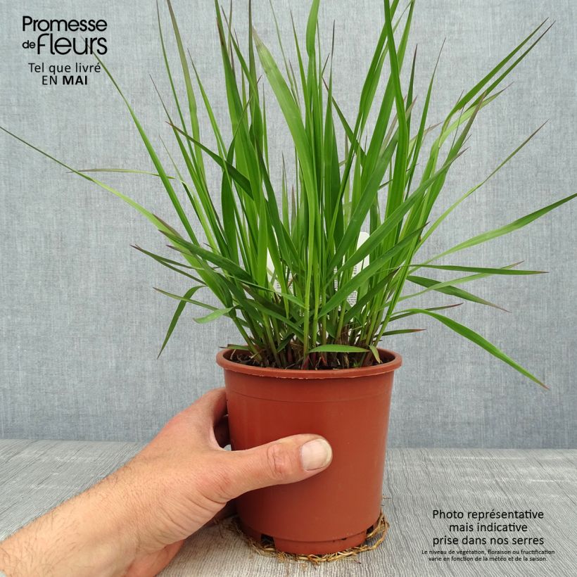 Exemplaar van Molinia caerulea arundinacea Fontäne - Pijpenstrootje Pot van 1 l/1,5 l zoals geleverd in de lente