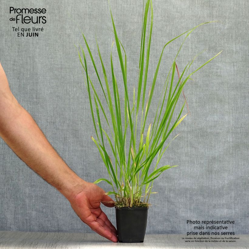 Exemplaar van Molinia caerulea arundinacea Skyracer - Pijpenstrootje Kweekpotje van 8/9 cm zoals geleverd in de zomer