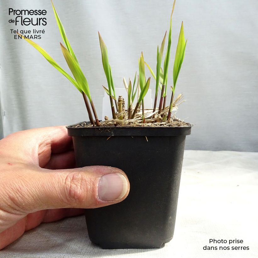 Example of Molinia caerulea arundinacea Skyracer - Pijpenstrootje Kweekpotje van 8/9 cm as you get in printemps