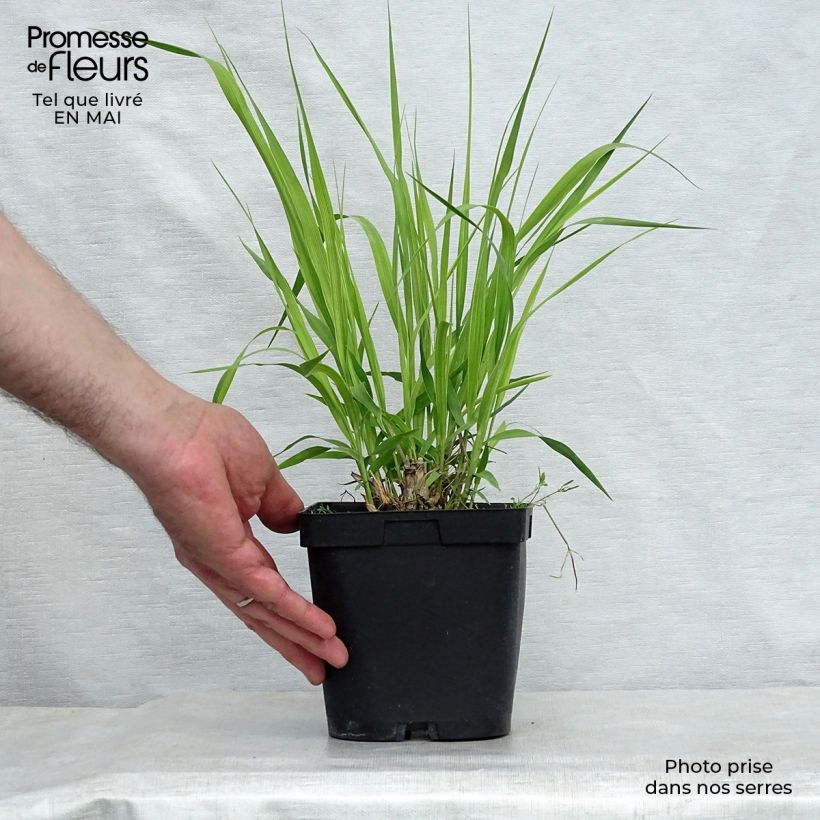 Example of Molinia caerulea arundinacea Skyracer - Pijpenstrootje Pot van 2 l/3 l as you get in printemps