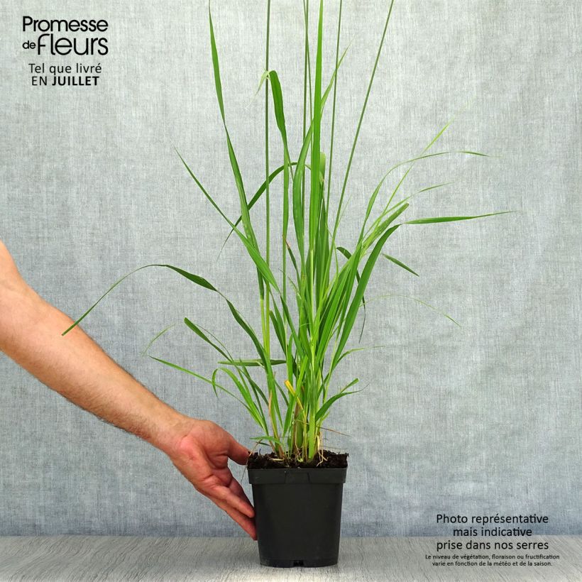 Exemplaar van Molinia caerulea arundinacea Skyracer - Pijpenstrootje Pot van 2 l/3 l zoals geleverd in de zomer