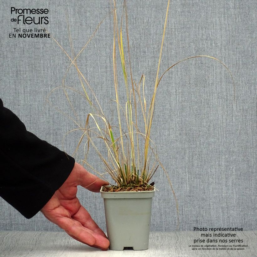 Exemplaar van Molinia caerulea ssp caerulea Heidebraut - Pijpenstrootje Kweekpotje van 8/9 cm zoals geleverd in de herfst
