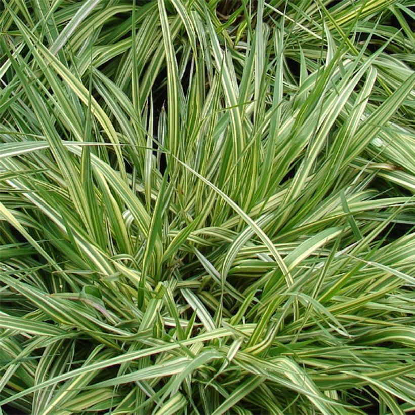Molinia caerulea ssp caerulea Variegata - Pijpenstrootje (Blad)
