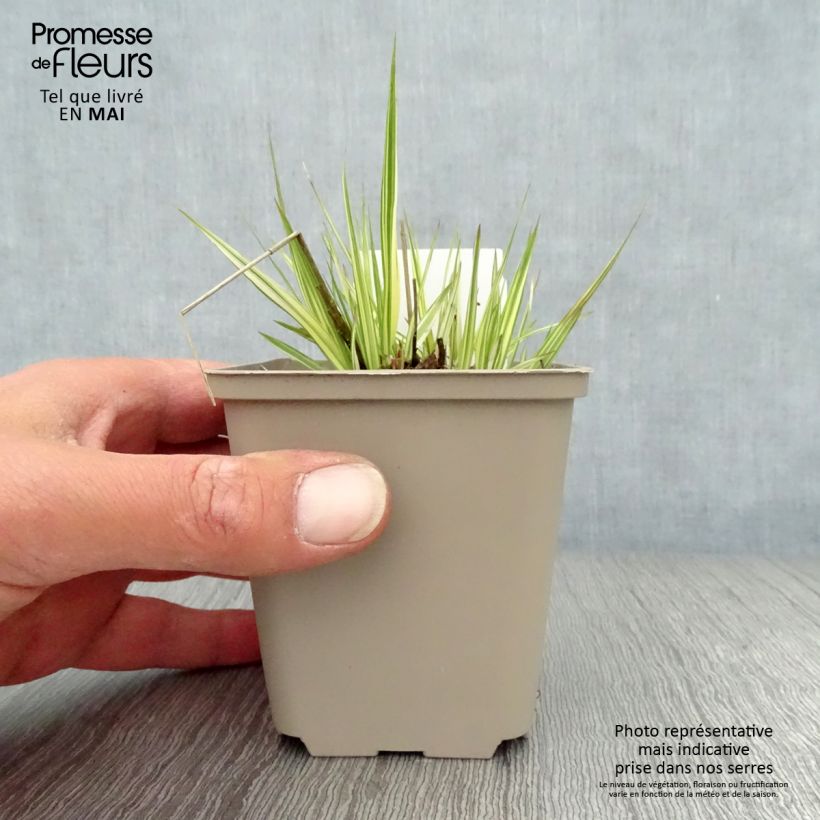 Exemplaar van Molinia caerulea ssp caerulea Variegata - Pijpenstrootje Kweekpotje van 8/9 cm zoals geleverd in de lente