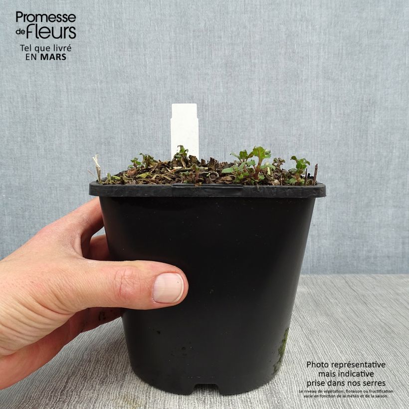 Exemplaar van Monarda Bee True - Bergamotplant Pot van 2 l/3 l zoals geleverd in de lente