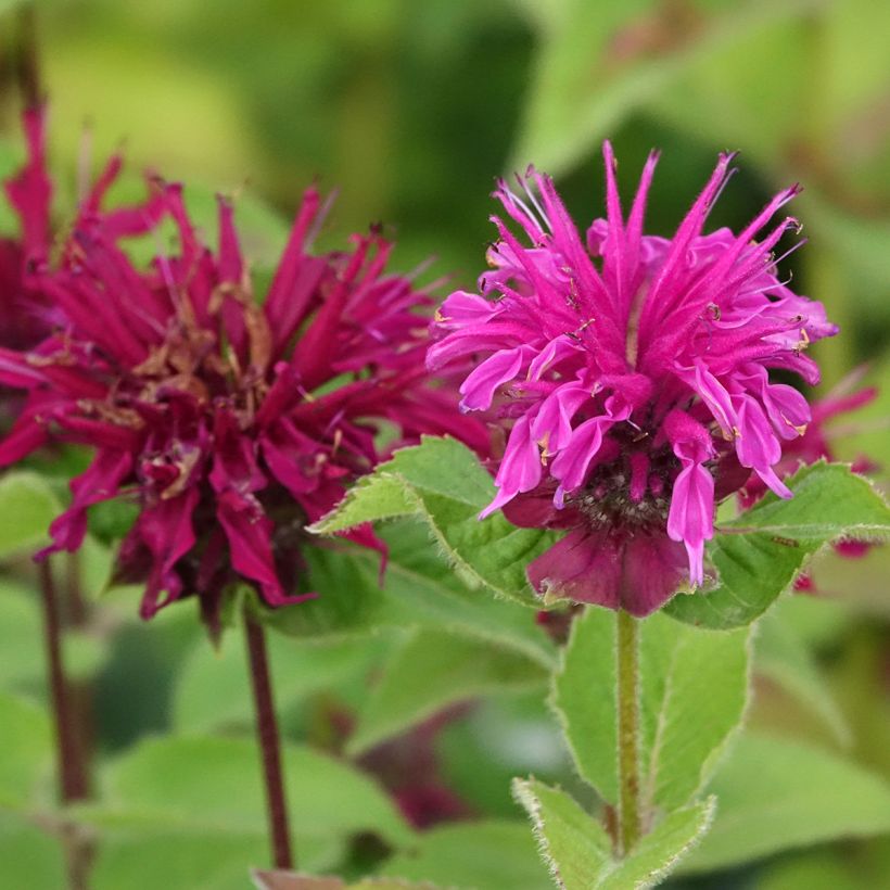 Monarda Bee True - Bergamotplant (Bloei)