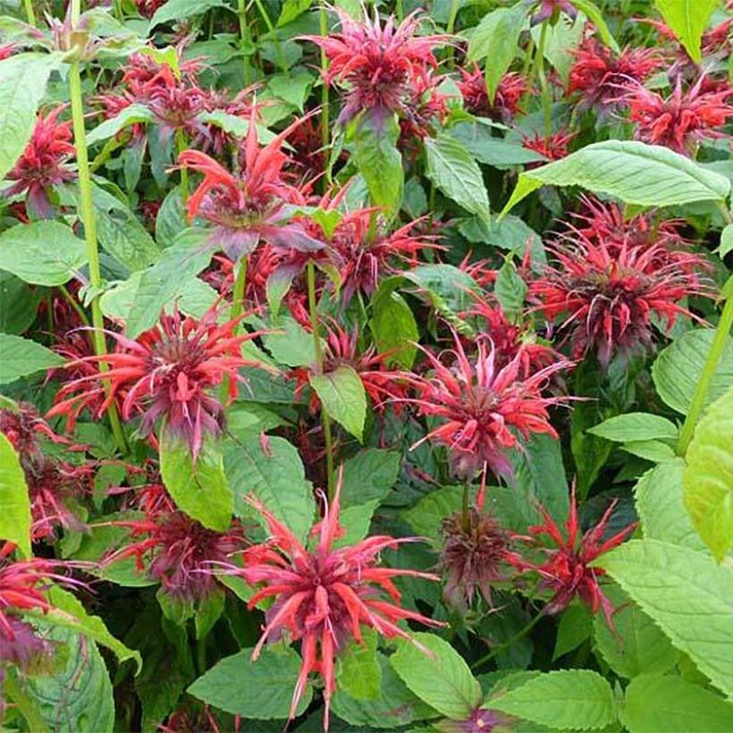 Monarda Cambridge Scarlet - Bergamotplant (Bloei)