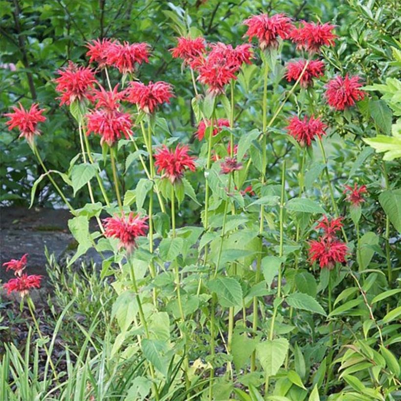 Monarda Cambridge Scarlet - Bergamotplant (Groeiplaats)