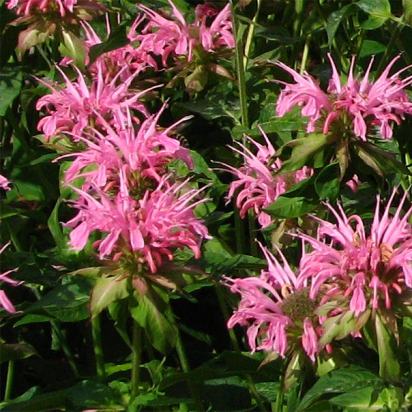 Monarda didyma Croftway Pink - Bergamotplant (Bloei)