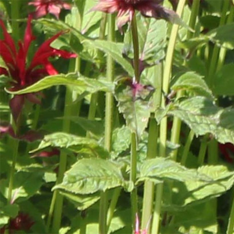 Monarda Gardenview Scarlet - Bergamotplant (Blad)