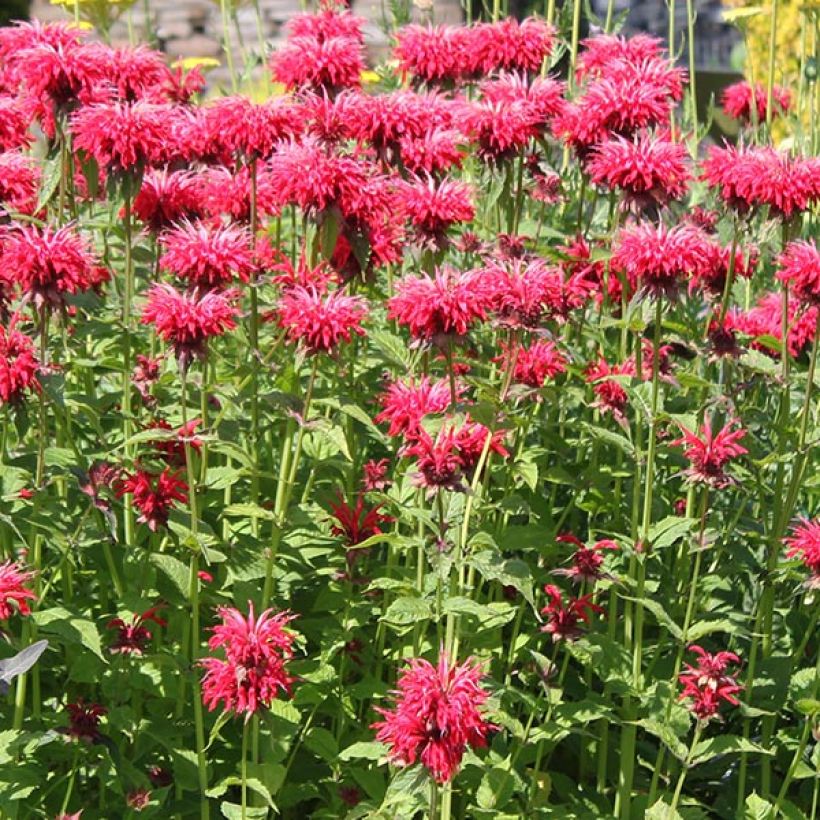 Monarda Gardenview Scarlet - Bergamotplant (Bloei)