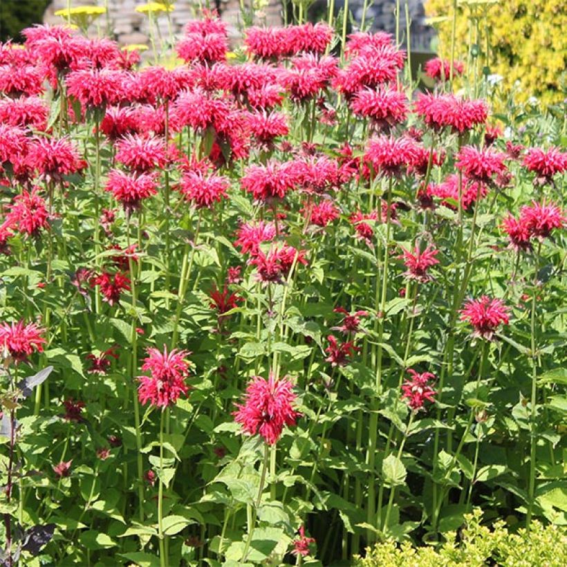 Monarda Gardenview Scarlet - Bergamotplant (Groeiplaats)