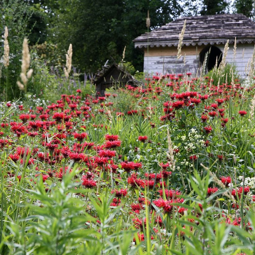 Monarda Gardenview Scarlet - Bergamotplant (Groeiplaats)