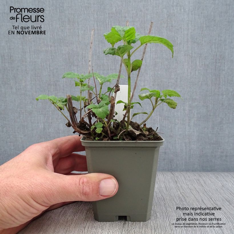 Exemplaar van Monarda Gardenview Scarlet - Bergamotplant Kweekpotje van 8/9 cm zoals geleverd in de herfst