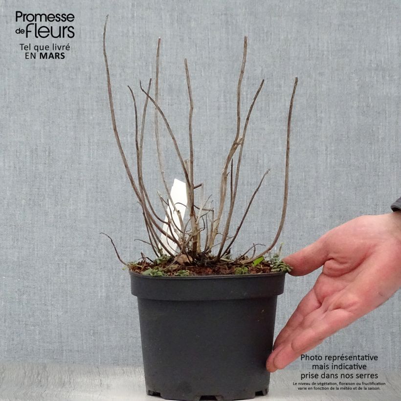 Exemplaar van Monarda Gardenview Scarlet - Bergamotplant Pot van 2 l/3 l zoals geleverd in de lente