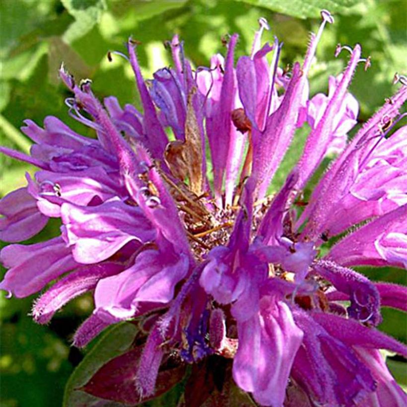 Monarda fistulosa Tetraploid - Wilde bergamot (Bloei)