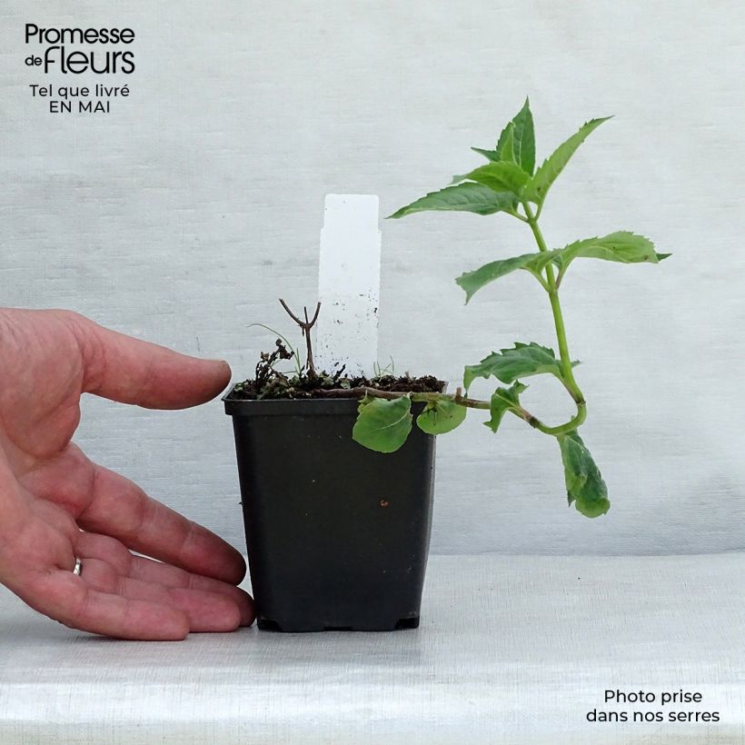 Exemplaar van Monarda fistulosa Tetraploid - Wilde bergamot Kweekpotje van 8/9 cm zoals geleverd in de lente