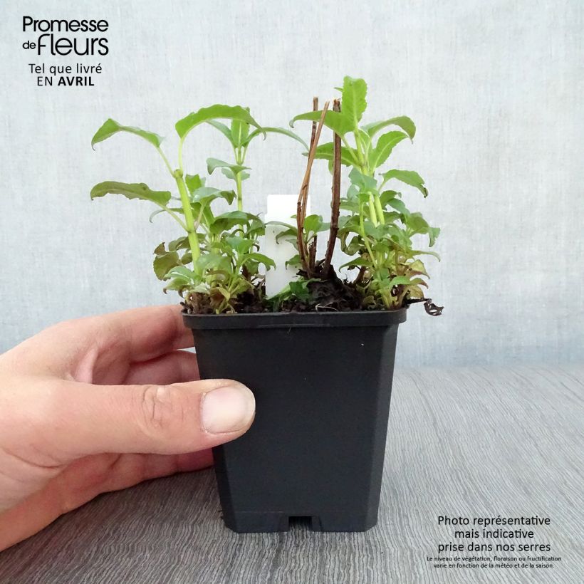 Exemplaar van Monarda Beauty of Cobham - Bergamotplant Kweekpotje van 8/9 cm zoals geleverd in de lente