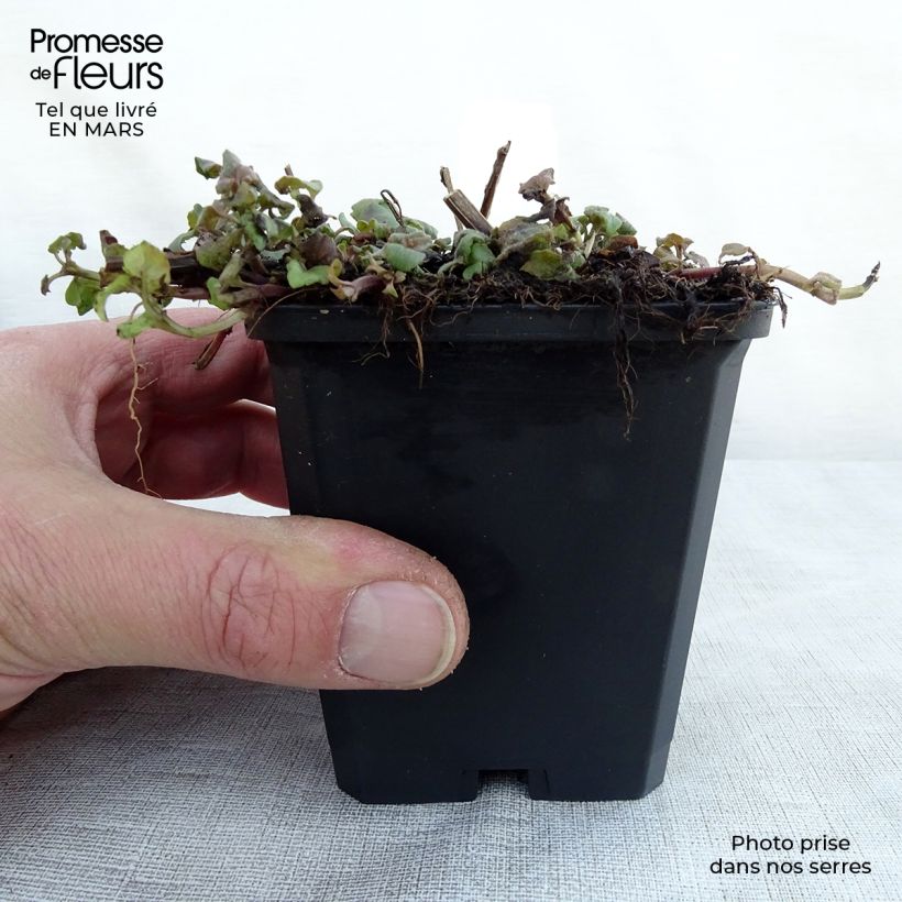 Exemplaar van Monarda Cambridge Scarlet - Bergamotplant Kweekpotje van 8/9 cm zoals geleverd in de lente