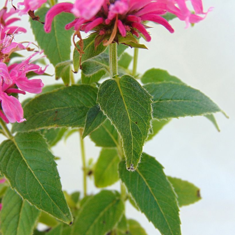 Monarda didyma Cranberry Lace - Bergamotplant (Blad)