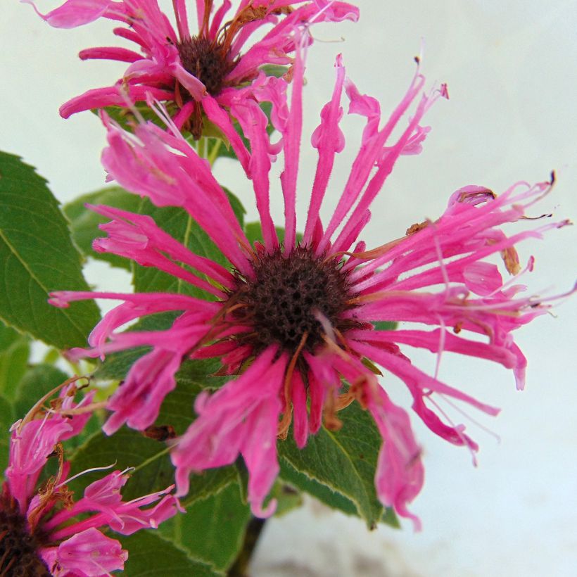 Monarda didyma Cranberry Lace - Bergamotplant (Bloei)