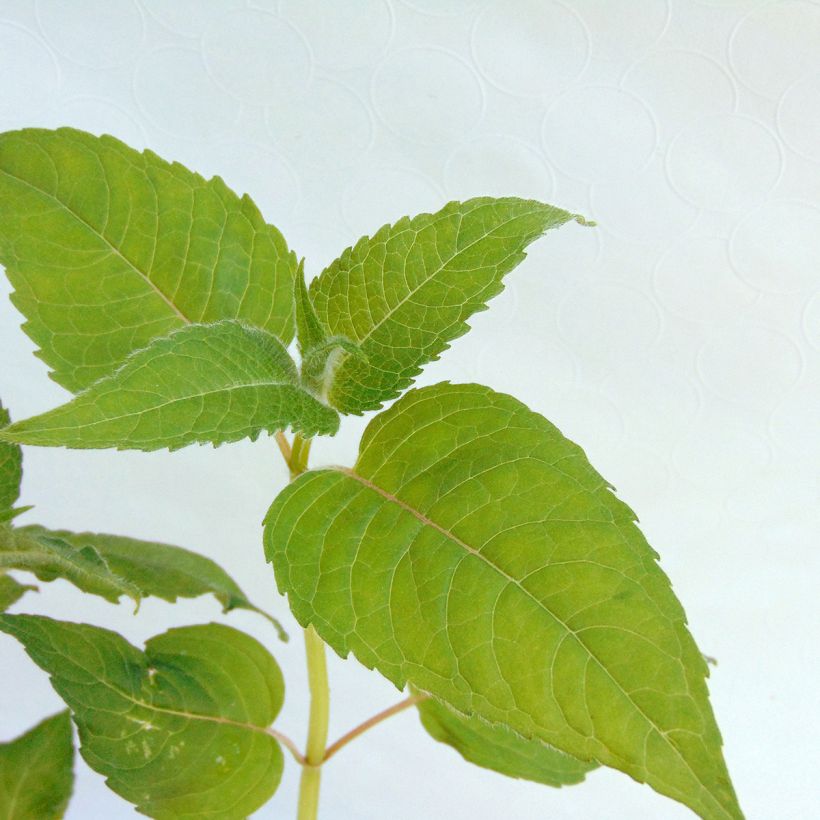 Monarda didyma Croftway Pink - Bergamotplant (Blad)