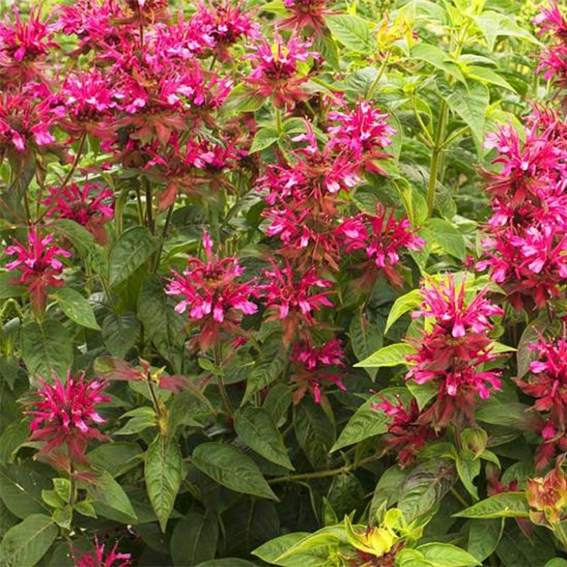 Monarda Dancing Bird - Bergamotplant (Bloei)