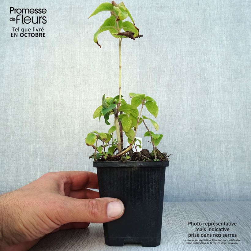 Exemplaar van Monarda Dancing Bird - Bergamotplant Kweekpotje van 8/9 cm zoals geleverd in de herfst