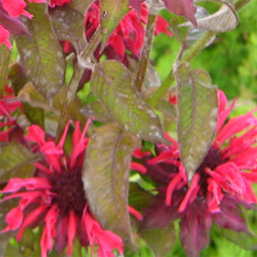 Monarda fistulosa Feuerschopf - Bergamotplant (Blad)