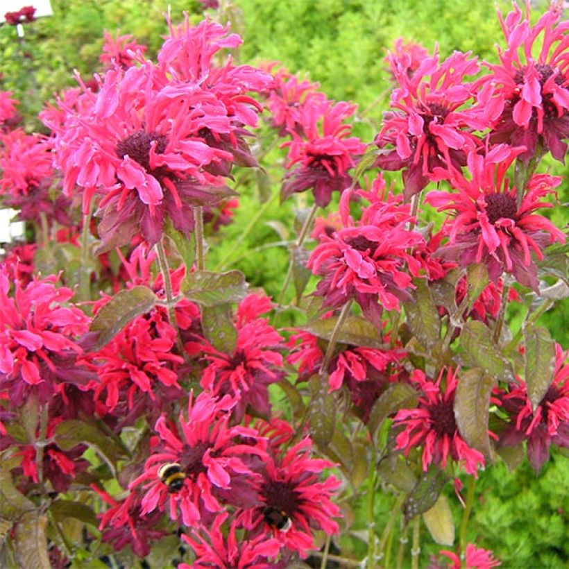 Monarda fistulosa Feuerschopf - Bergamotplant (Bloei)