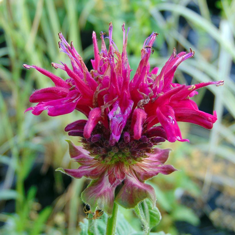 Monarda Fireball - Bergamotplant (Bloei)