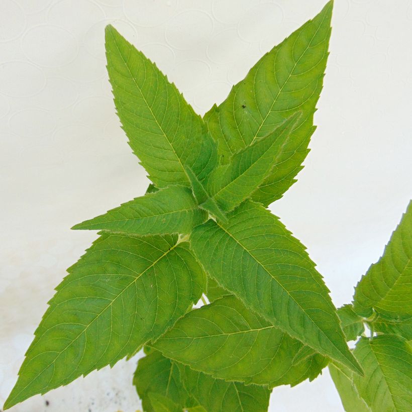 Monarda Heidelerche - Bergamotplant (Blad)