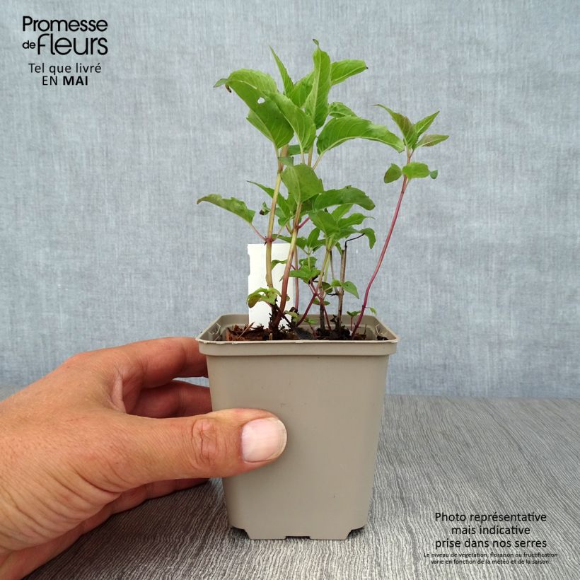 Exemplaar van Monarda Heidelerche - Bergamotplant Kweekpotje van 8/9 cm zoals geleverd in de lente