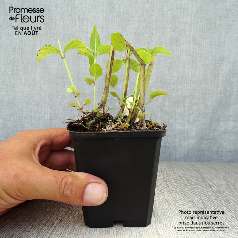 Exemplaar van Monarda Jacob Cline - Bergamotplant Kweekpotje van 8/9 cm zoals geleverd in de zomer