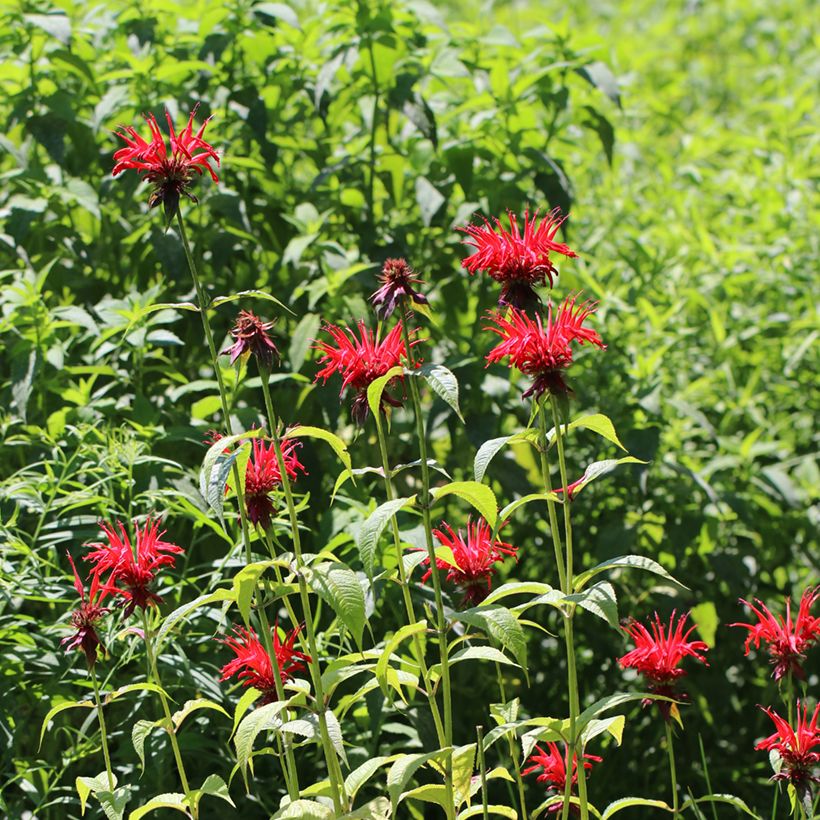 Monarda Jacob Cline - Bergamotplant (Groeiplaats)