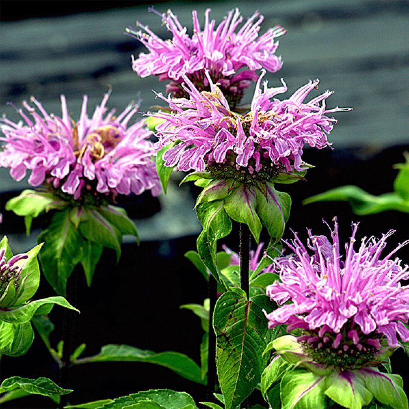 Monarda Melissa - Bergamotplant (Bloei)