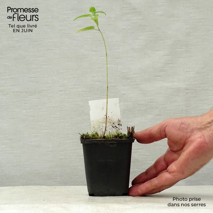 Exemplaar van Monarda Mohawk - Bergamotplant Kweekpotje van 8/9 cm zoals geleverd in de zomer