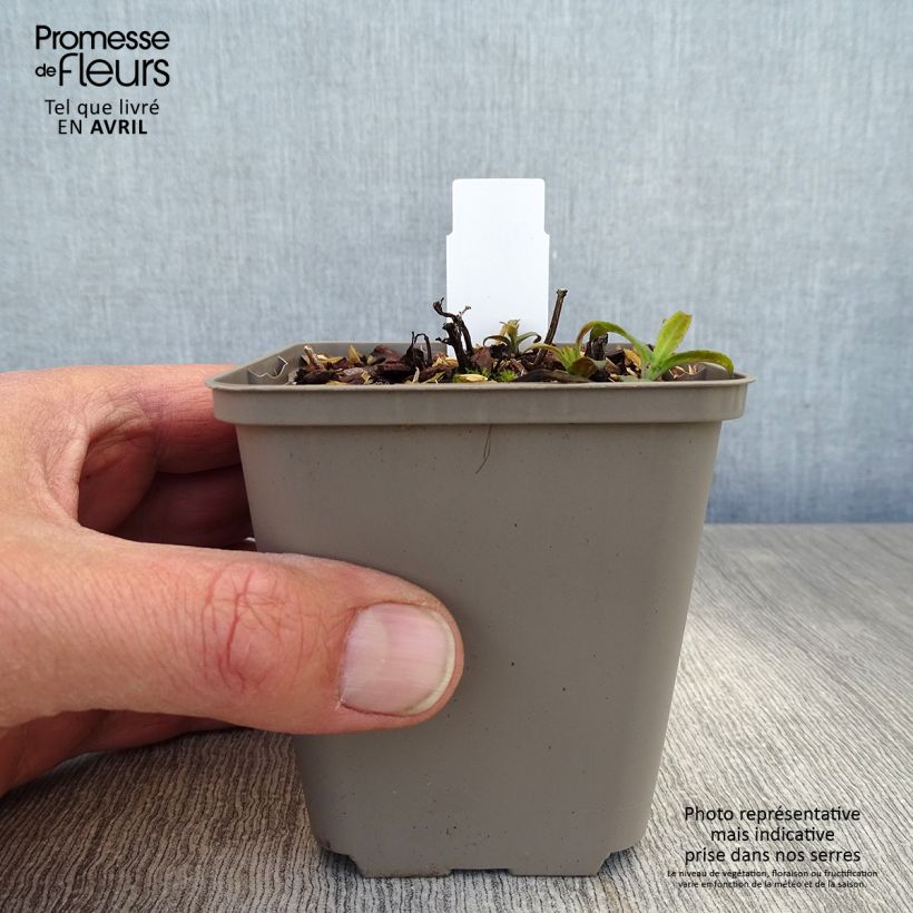 Exemplaar van Monarda didyma Pardon My Pink - Bergamotplant Kweekpotje van 8/9 cm zoals geleverd in de lente