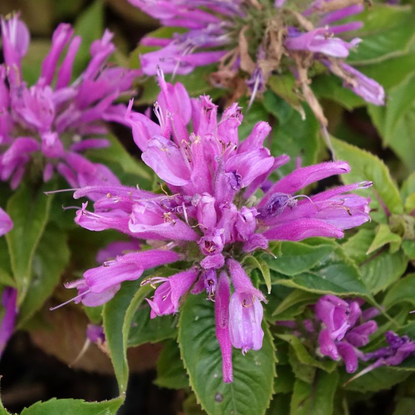 Monarda Petite Delight - Bergamotplant (Bloei)