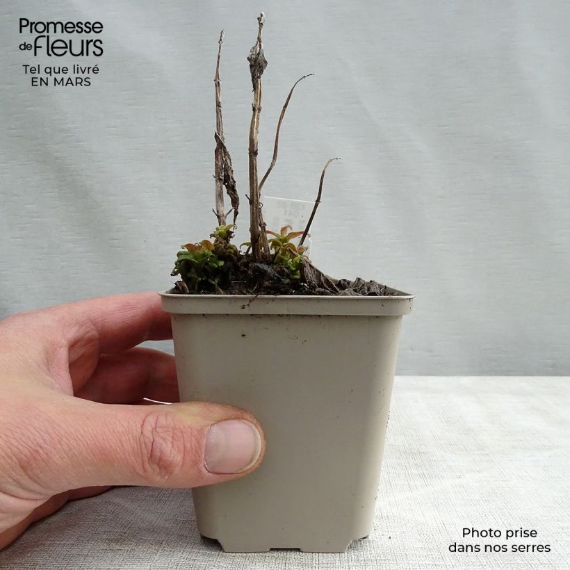 Exemplaar van Monarda Pink Lace - Bergamotplant Kweekpotje van 7/8 cm zoals geleverd in de lente