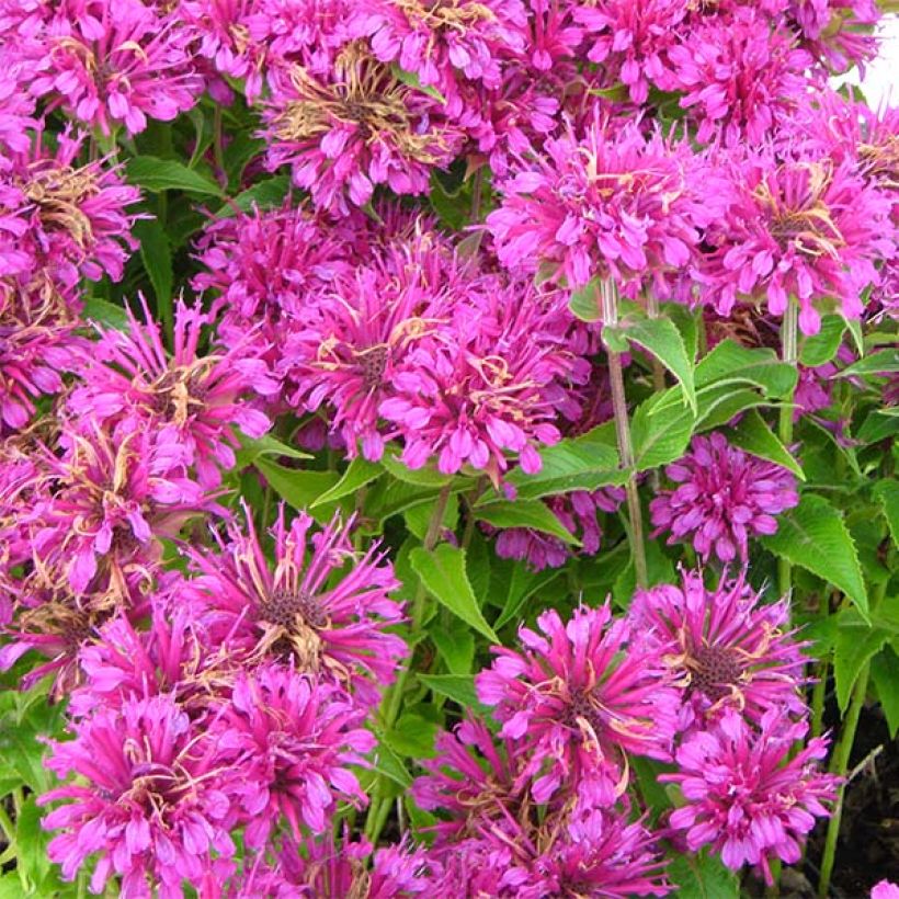 Monarda Purple Lace - Bergamotplant (Bloei)