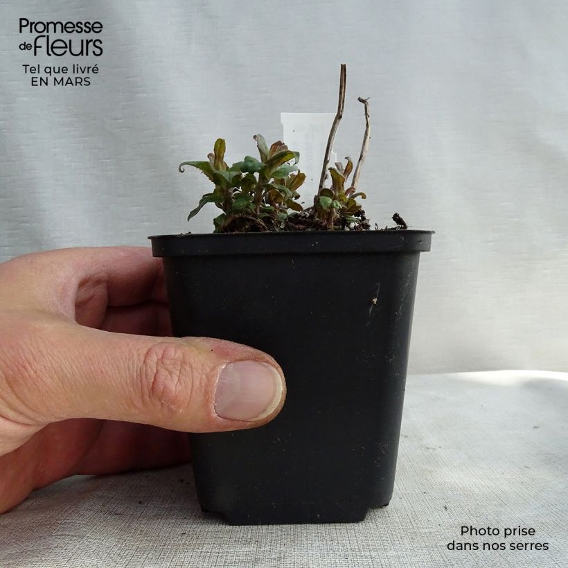 Exemplaar van Monarda Purple Lace - Bergamotplant Kweekpotje van 8/9 cm zoals geleverd in de lente