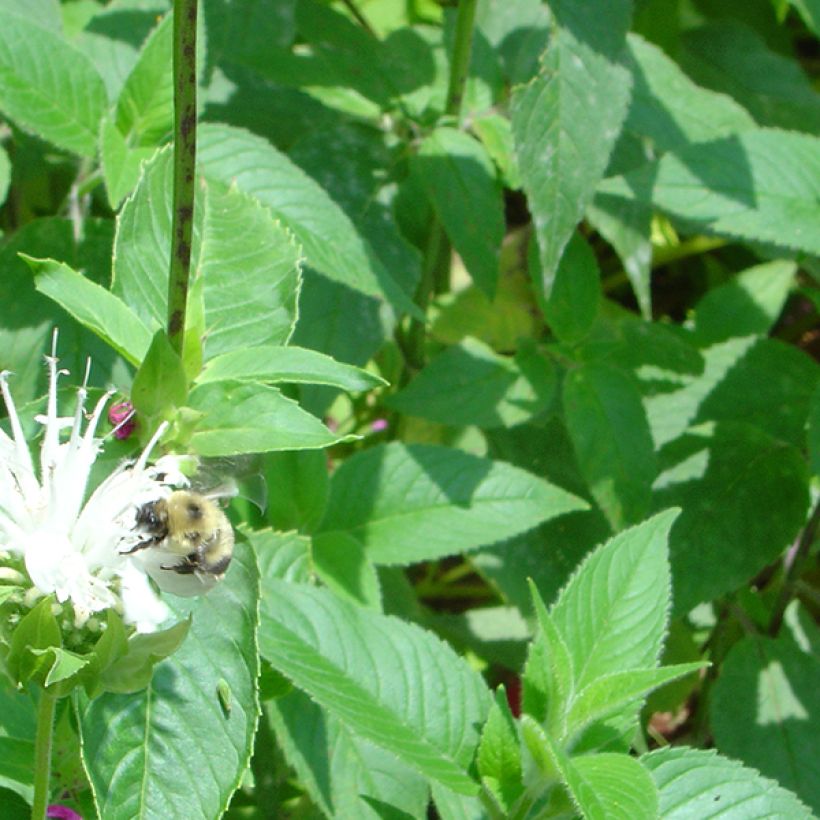 Monarda Schneewittchen - Bergamotplant (Blad)