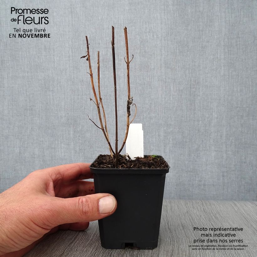 Exemplaar van Monarda Schneewittchen - Bergamotplant Kweekpotje van 8/9 cm zoals geleverd in de herfst
