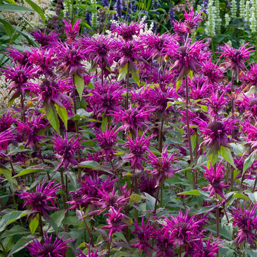 Monarda fistulosa Scorpion - Bergamotplant (Bloei)